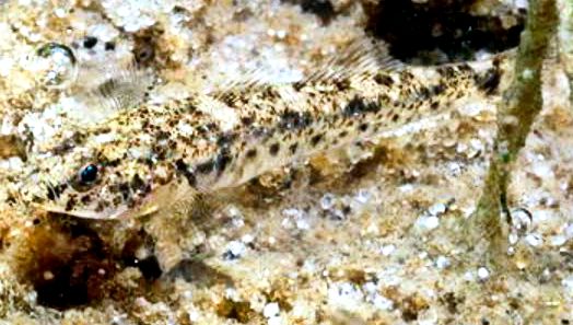 Pomatoschistus marmoratus_04